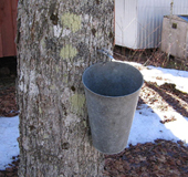 Maple Tapping