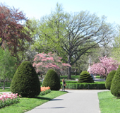 Spring Flowers
